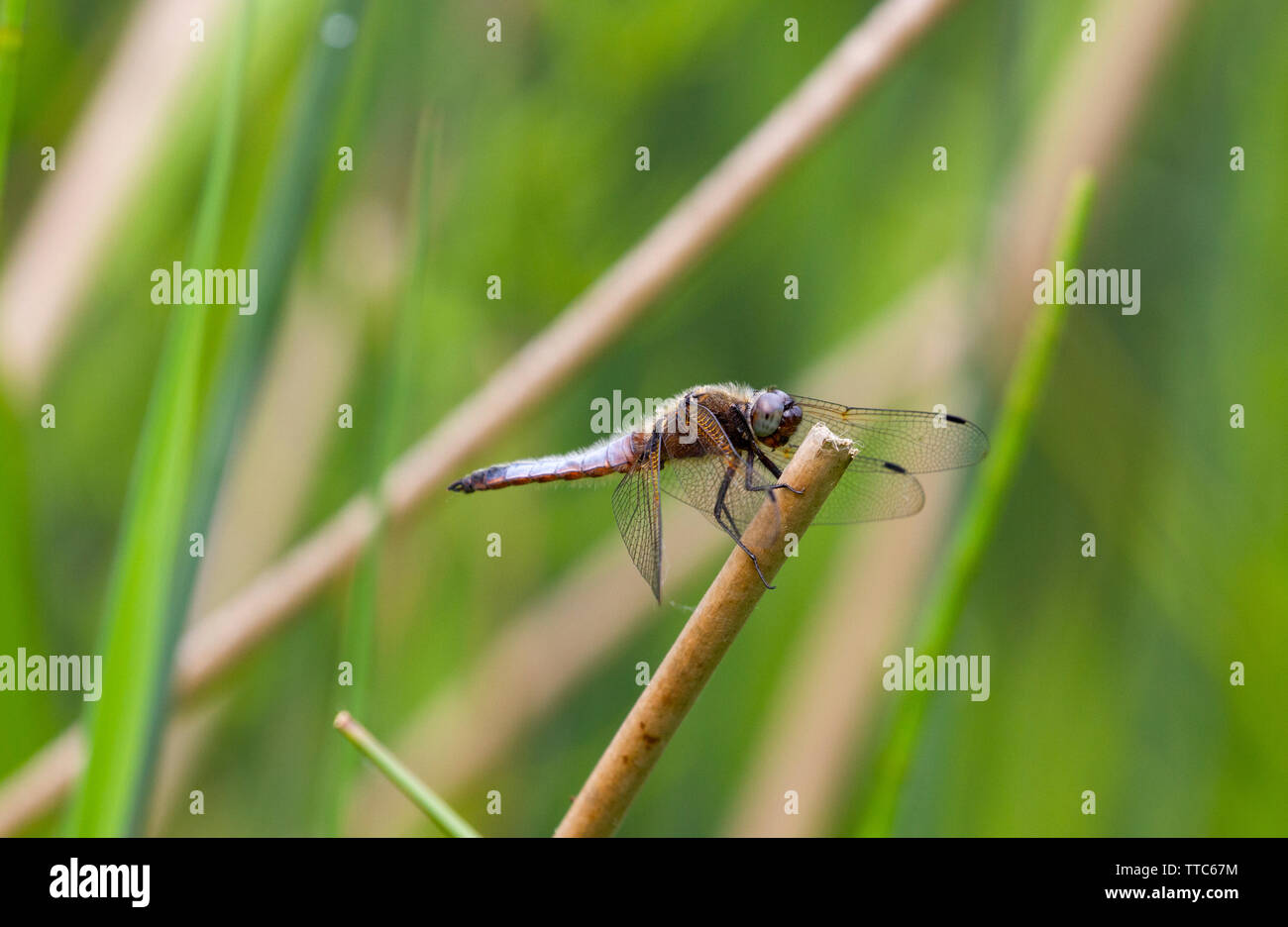 Scarsa chaser dragonfly appollaiato sulla vegetazione a lato del lago Foto Stock