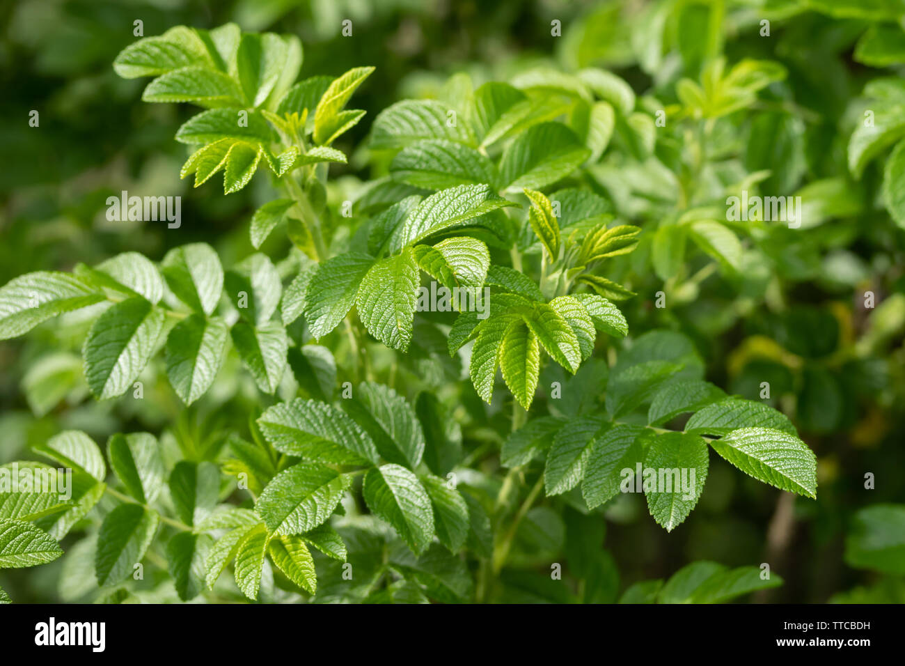 Foglia verde di spiaggia rosa in estate in Finlandia Foto Stock