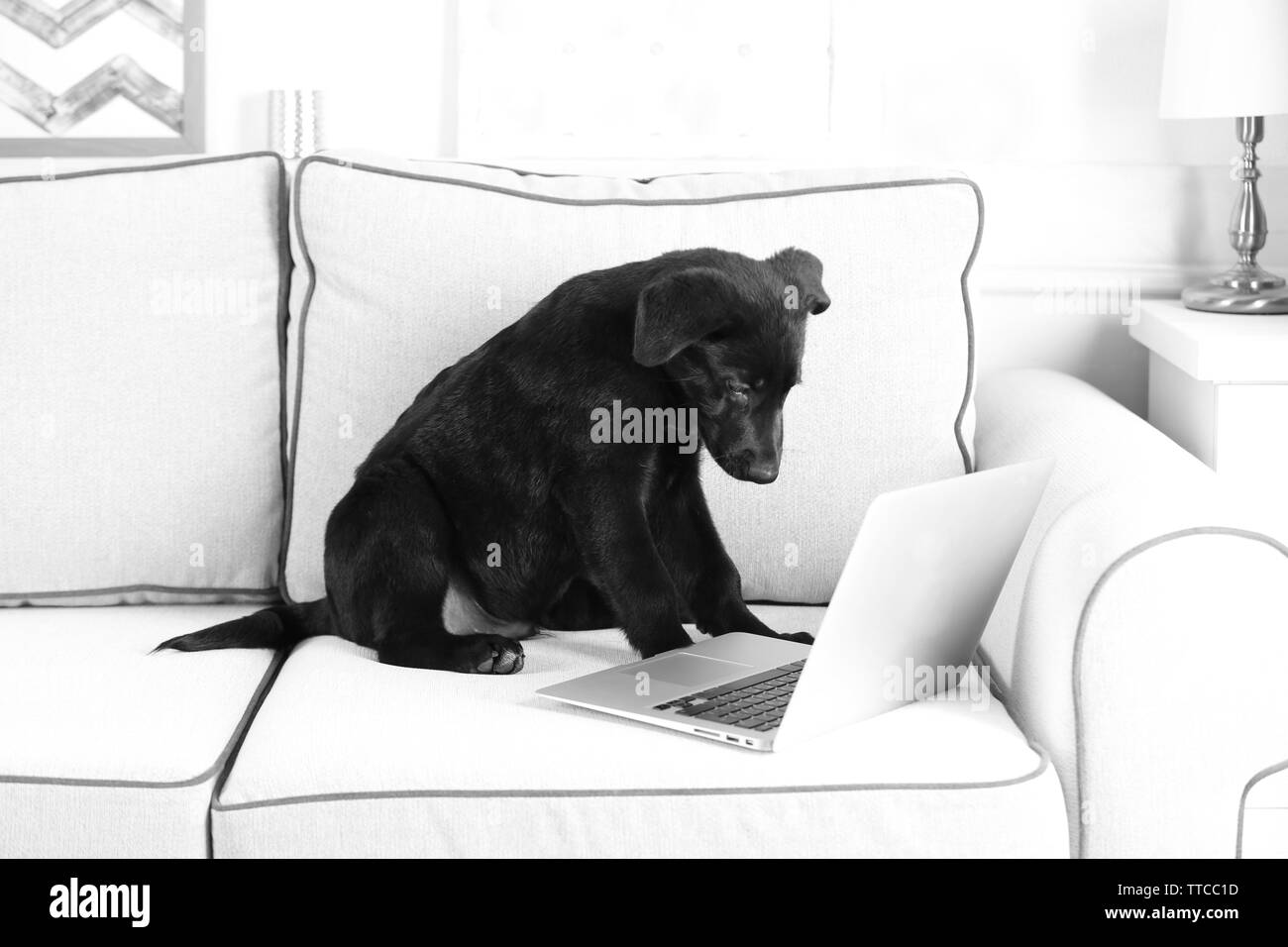 Funny giovane nero Labrador vicino a notebook sul divano bianco Foto Stock