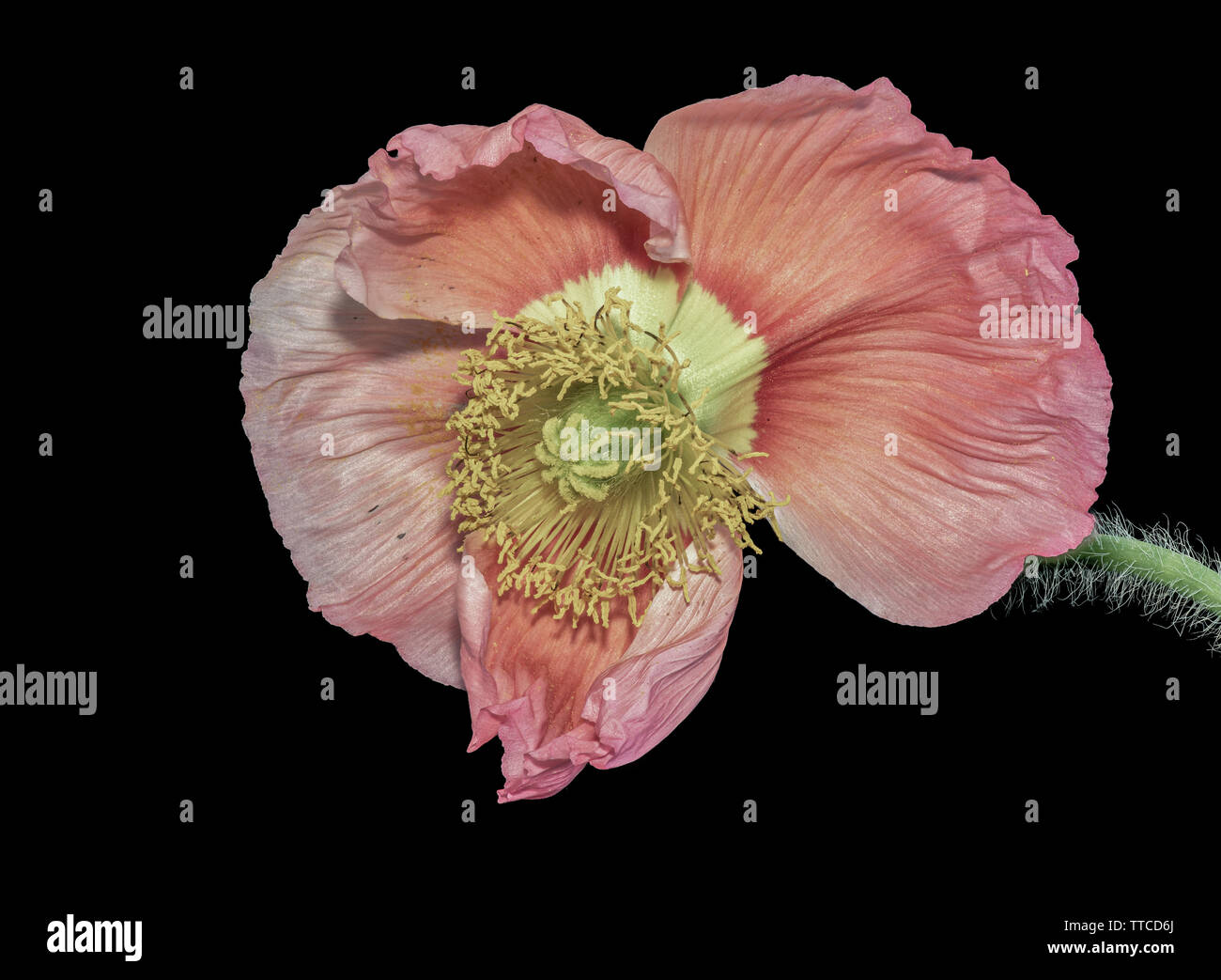 Rosa isolato Islanda papavero macro blossom,sfondo nero,fiore singolo,stelo verde,texture dettagliate Foto Stock