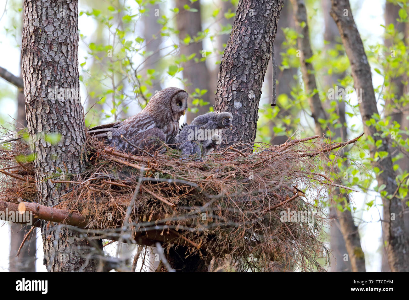 Una femmina adulta grande gufo grigio o Grande Grigio Allocco (Strix nebulosa) presso il nido con owlets nella foresta di Bialowieza della Bielorussia Foto Stock