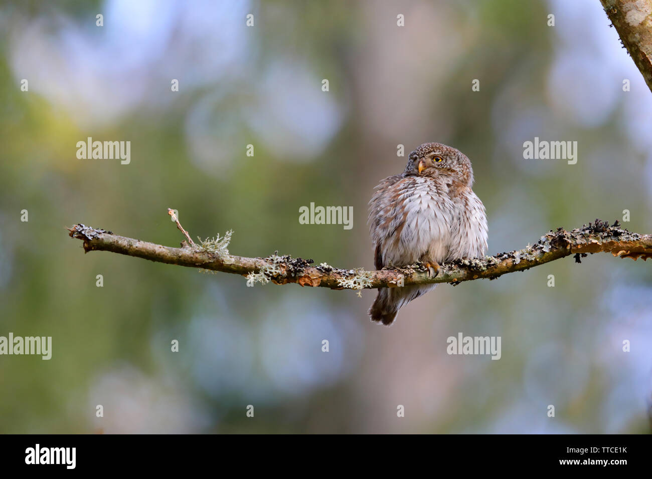Un maschio adulto eurasiatica gufo pigmeo (Glaucidium passerinum) appollaiato vicino il nido nella foresta di Bialowieza di Polonia Foto Stock