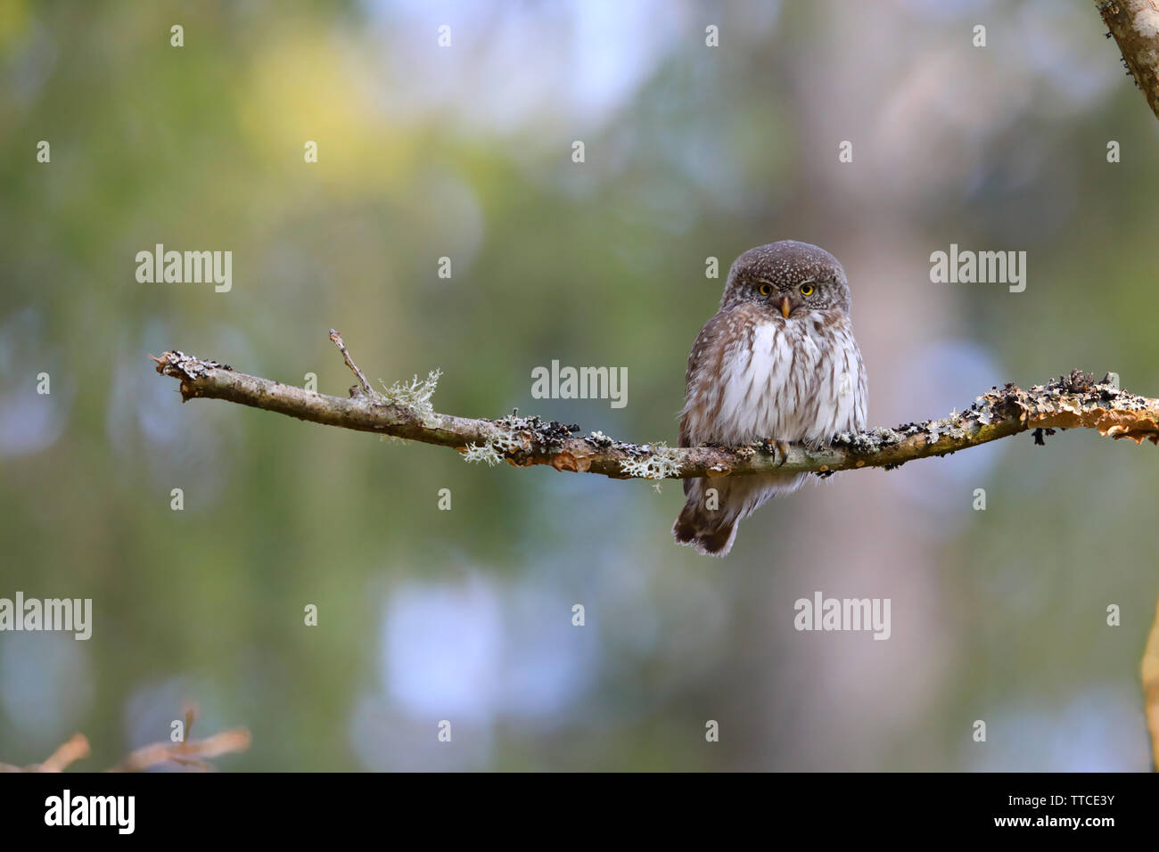 Un maschio adulto eurasiatica gufo pigmeo (Glaucidium passerinum) appollaiato vicino il nido nella foresta di Bialowieza di Polonia Foto Stock