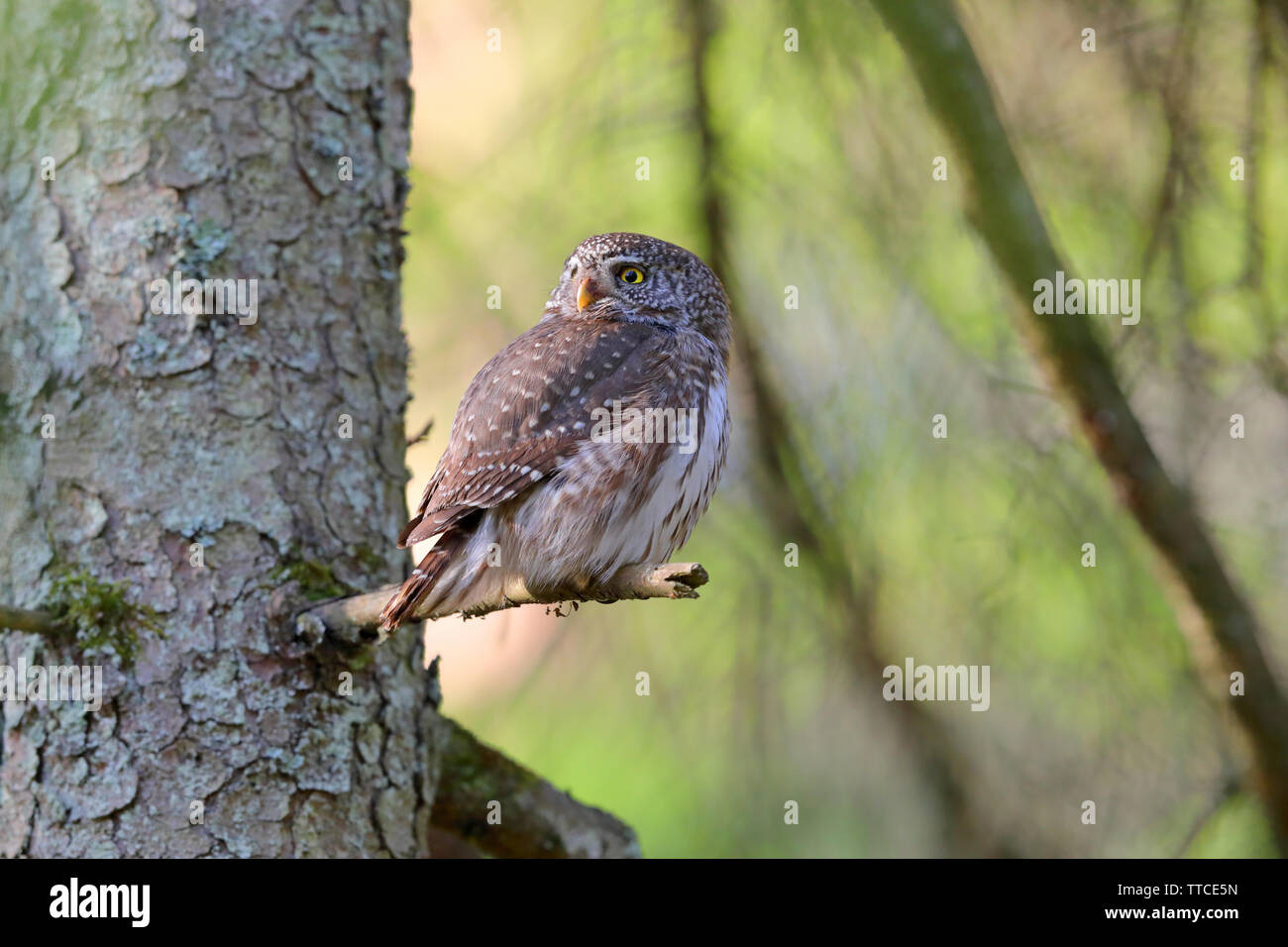 Un maschio adulto eurasiatica gufo pigmeo (Glaucidium passerinum) appollaiato vicino il nido nella foresta di Bialowieza di Polonia Foto Stock