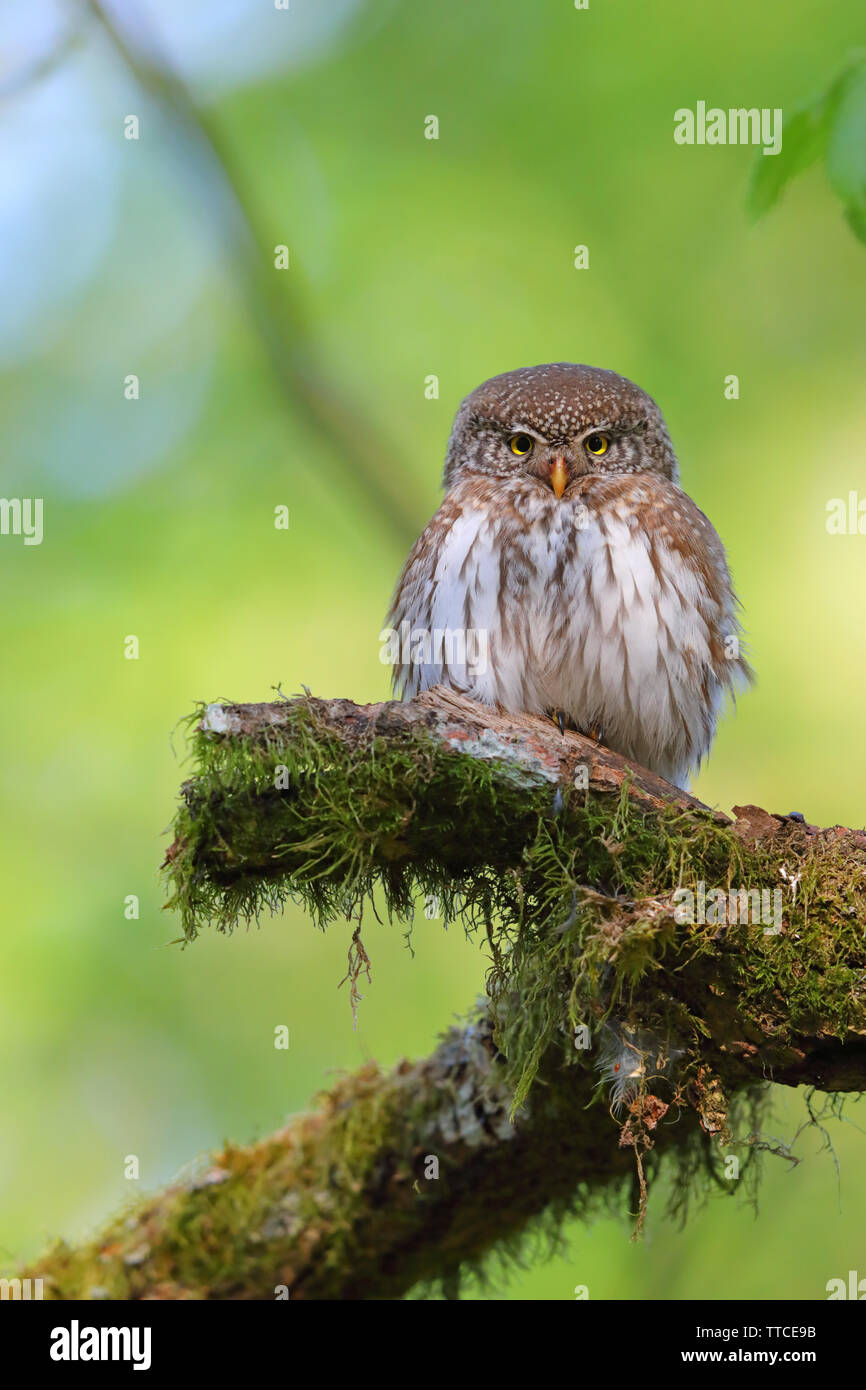 Un maschio adulto eurasiatica gufo pigmeo (Glaucidium passerinum) appollaiato vicino il nido nella foresta di Bialowieza di Polonia Foto Stock