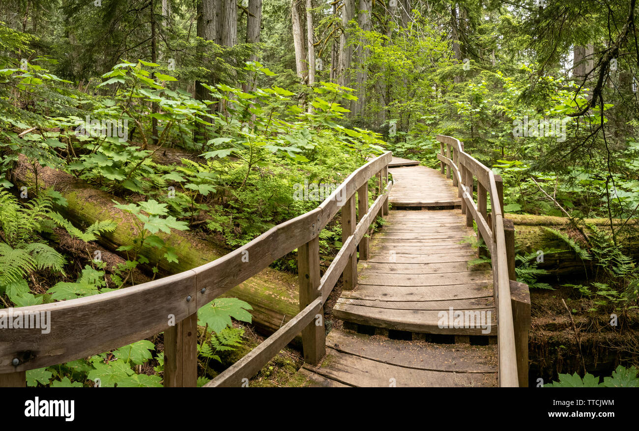 Giant Cedars Boardwalk in Columbia Mountains - un vecchio-crescita della foresta di pioggia, in Mount Revelstoke National Park, British Columbia, Canada Foto Stock