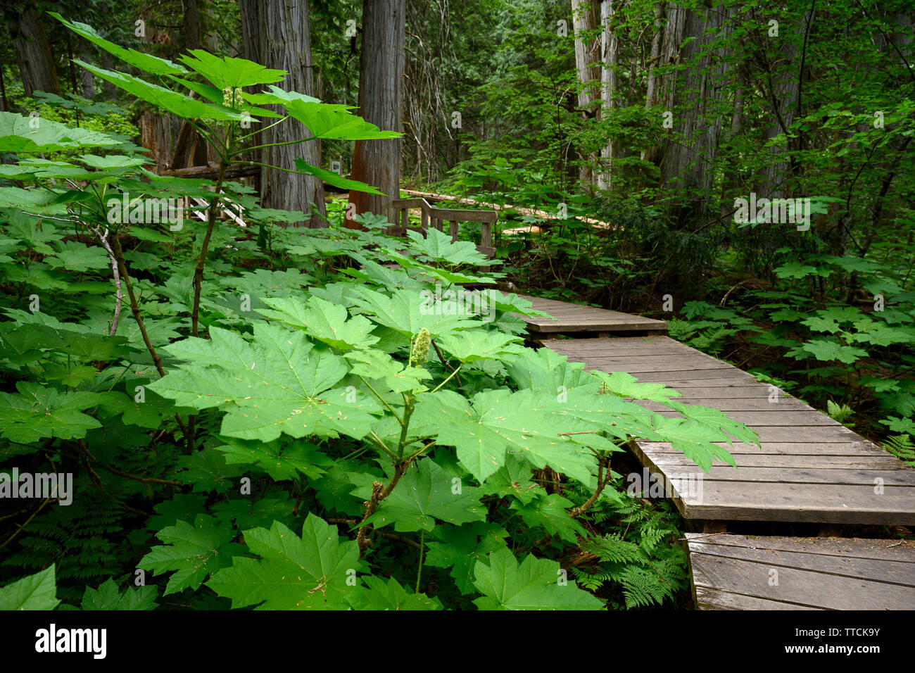 Giant Cedars Boardwalk in Columbia Mountains - un vecchio-crescita della foresta di pioggia, in Mount Revelstoke National Park, British Columbia, Canada Foto Stock