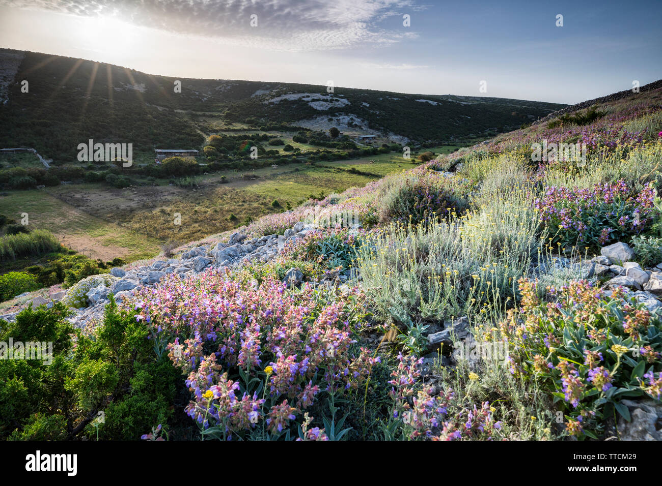 Isola di Pag, fiori sulle colline di isola di Pag Foto Stock