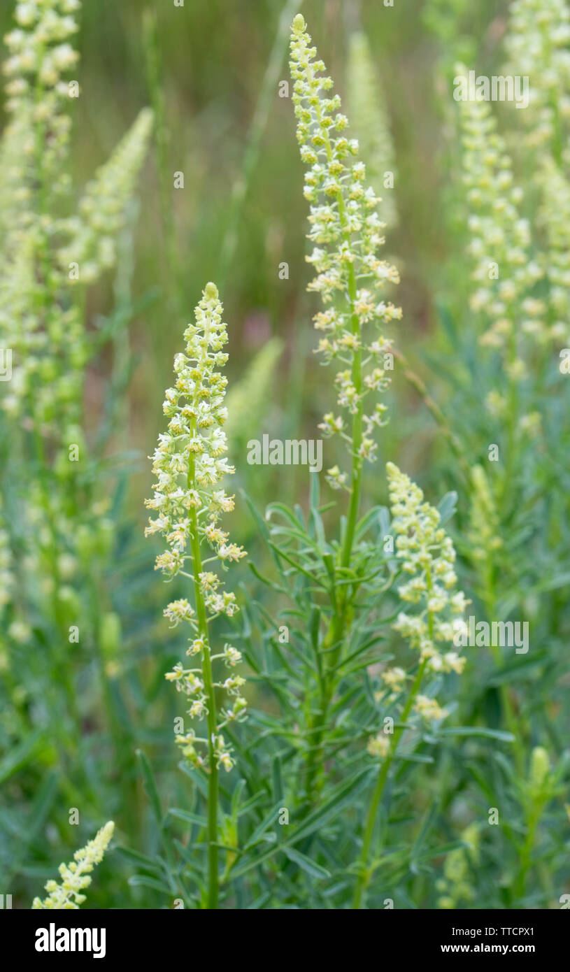 Reseda lutea, giallo mignonette, wild mignonette fiori closeup Foto Stock