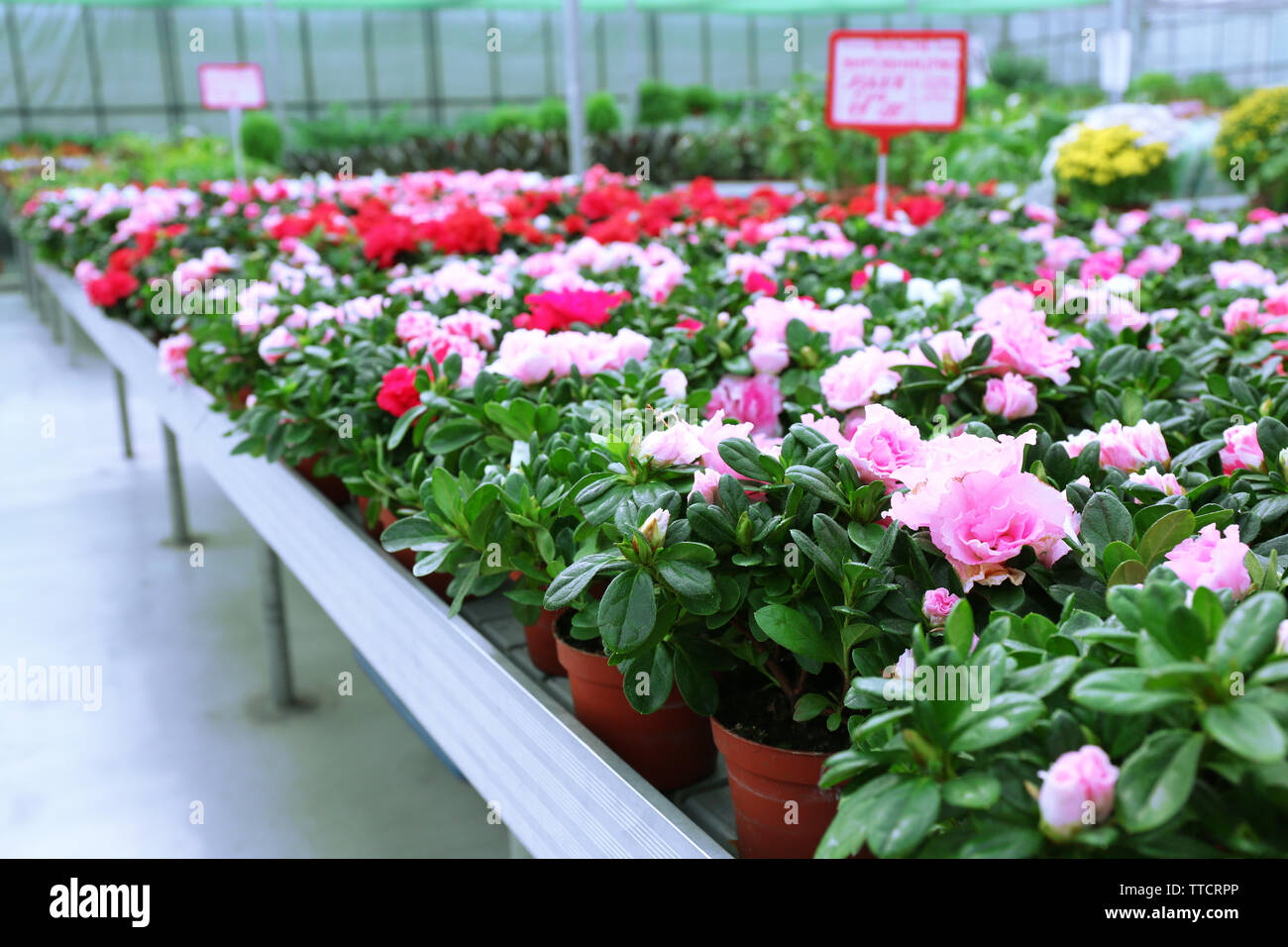 Enorme serra con un sacco di fiori e piante in vendita Foto Stock