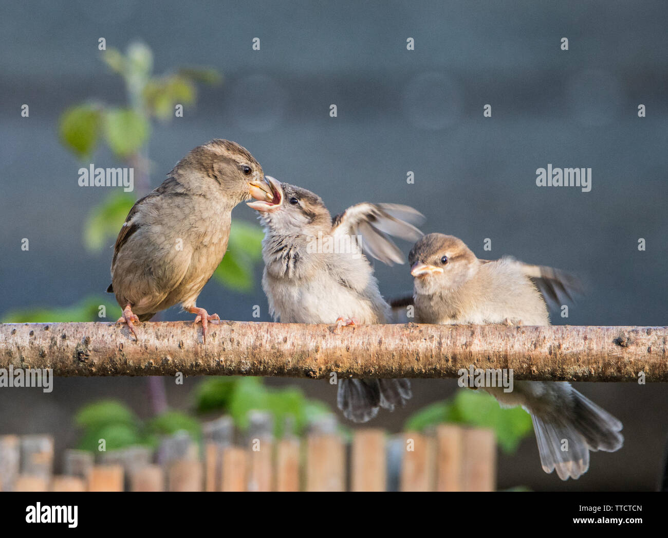 Casa passero, Passer domesticus, piccolo uccello marrone, alimentando un bambino sotto il sole in un giardino inglese. Foto Stock