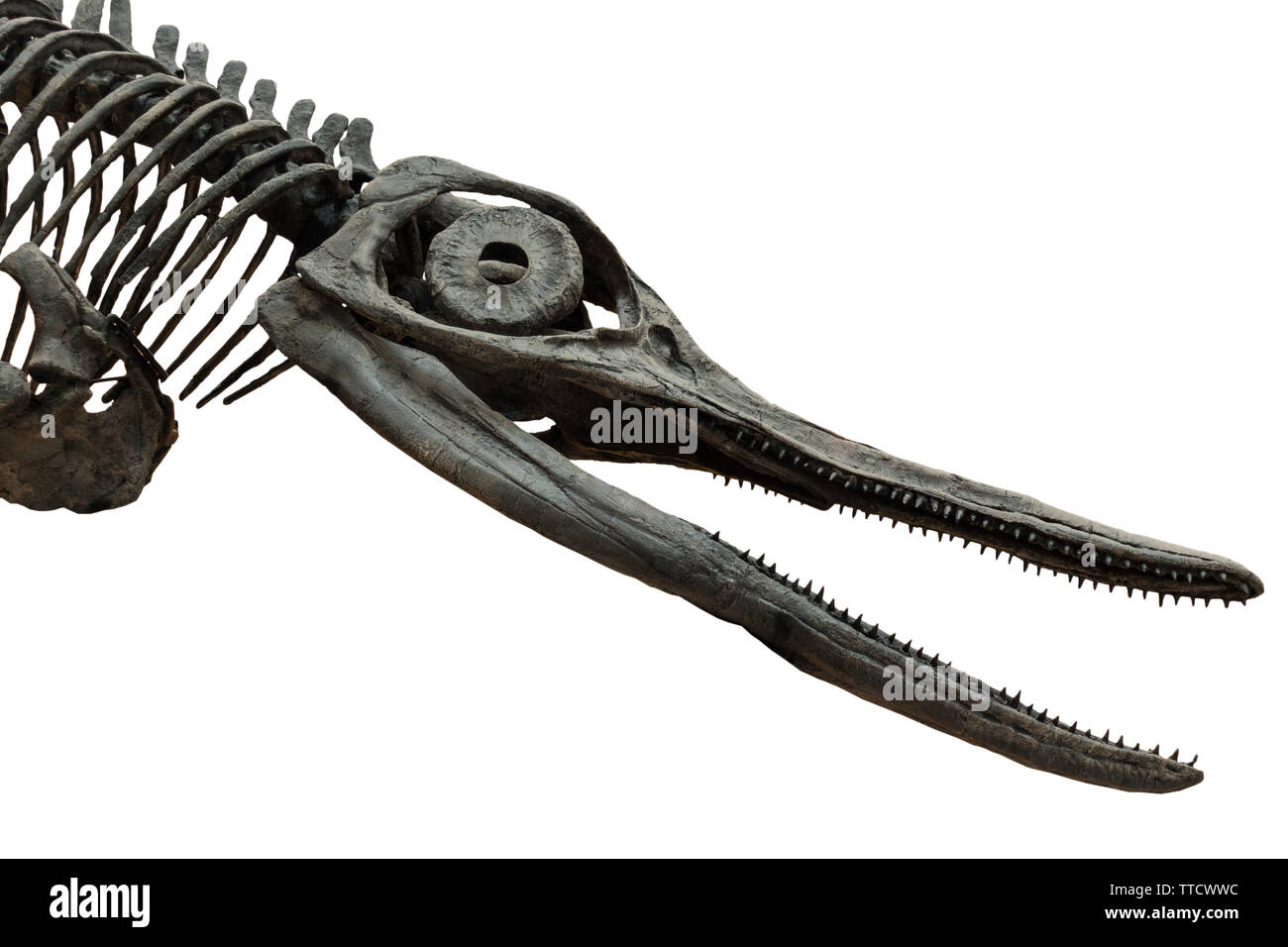Cranio dell'itthyosaurus dell'Extincted isolato su sfondo bianco Foto Stock