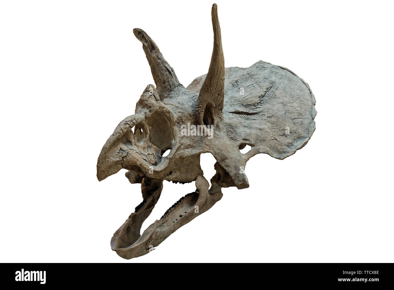 Cranio Triceratops isolato su sfondo bianco Foto Stock