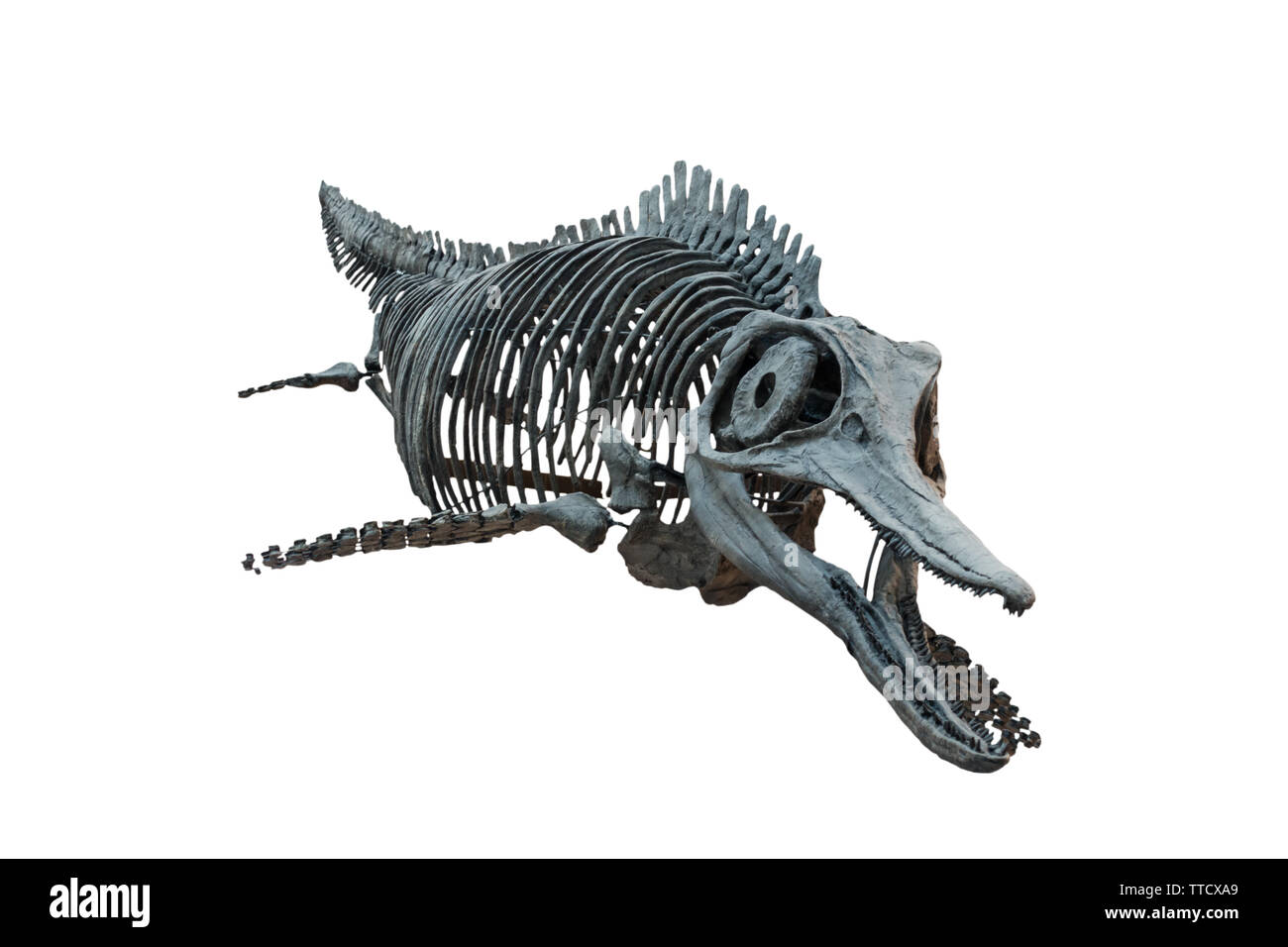 Cranio dell'itthyosaurus dell'Extincted isolato su sfondo bianco Foto Stock
