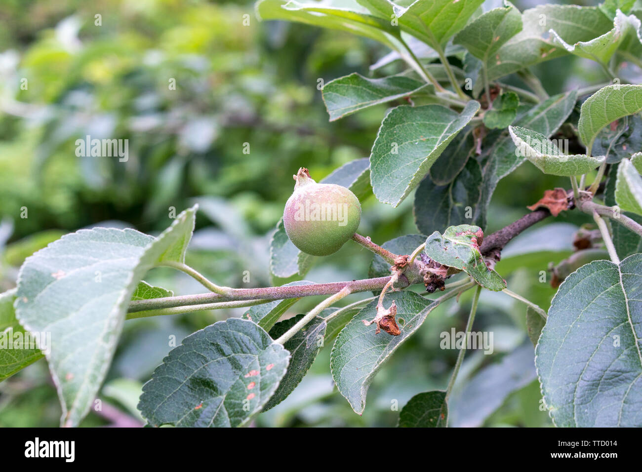 Acerbi mele sui rami in giardino. Foto Stock