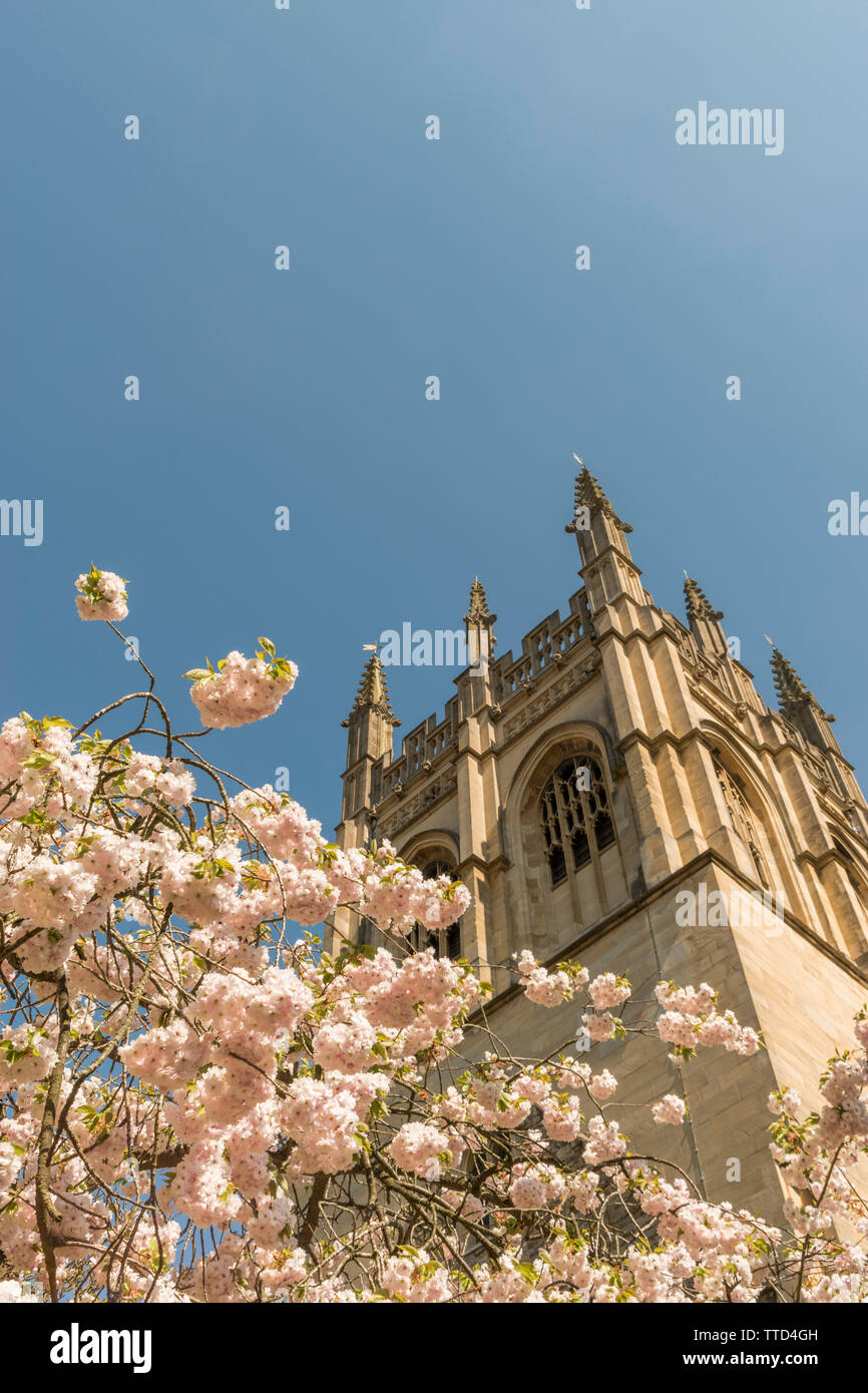 Fioritura di Magnolia sotto la torre di Merton College Chapel, Oxford Foto Stock