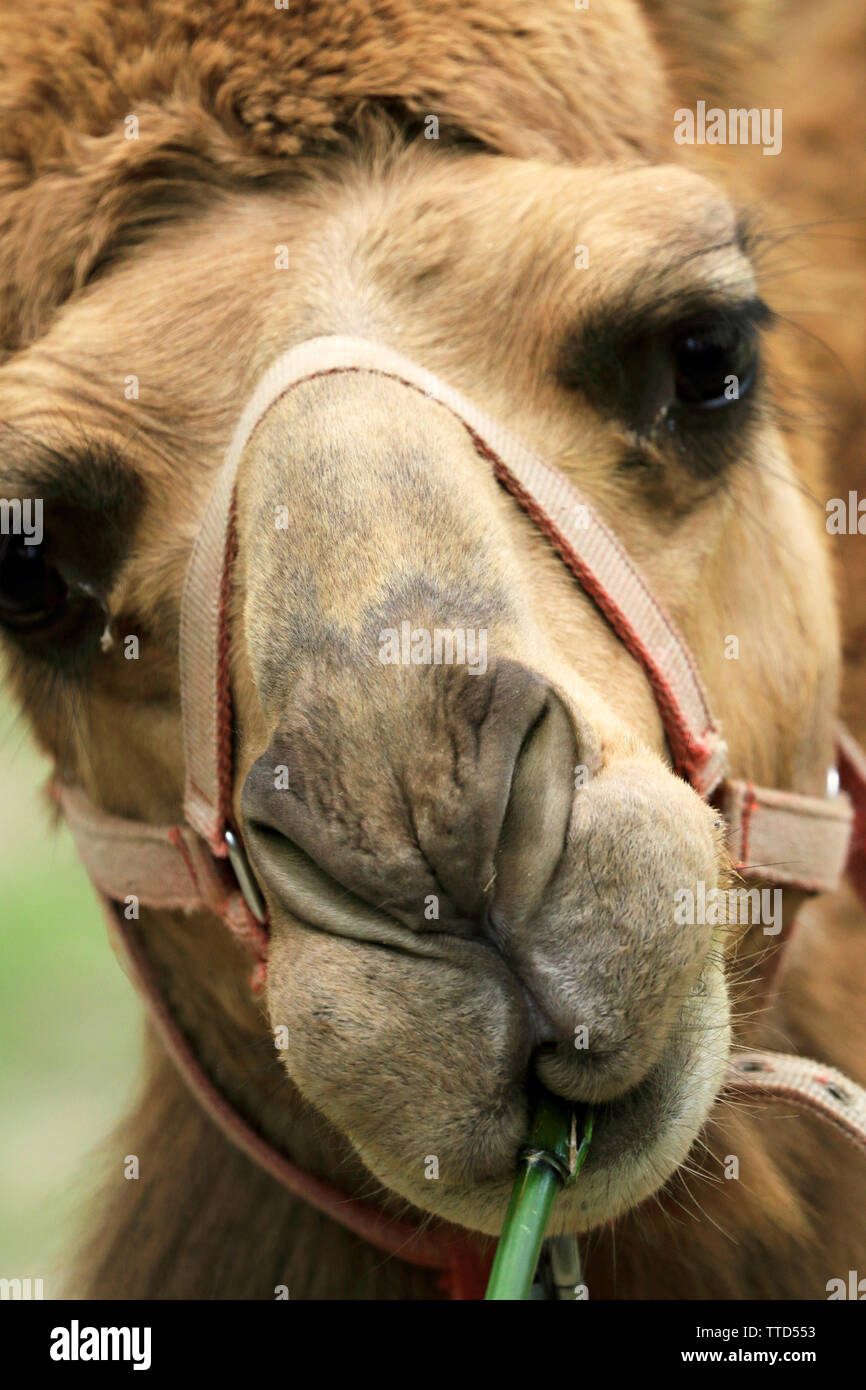 Un comico closeup di un cammello di mangiare. Foto Stock