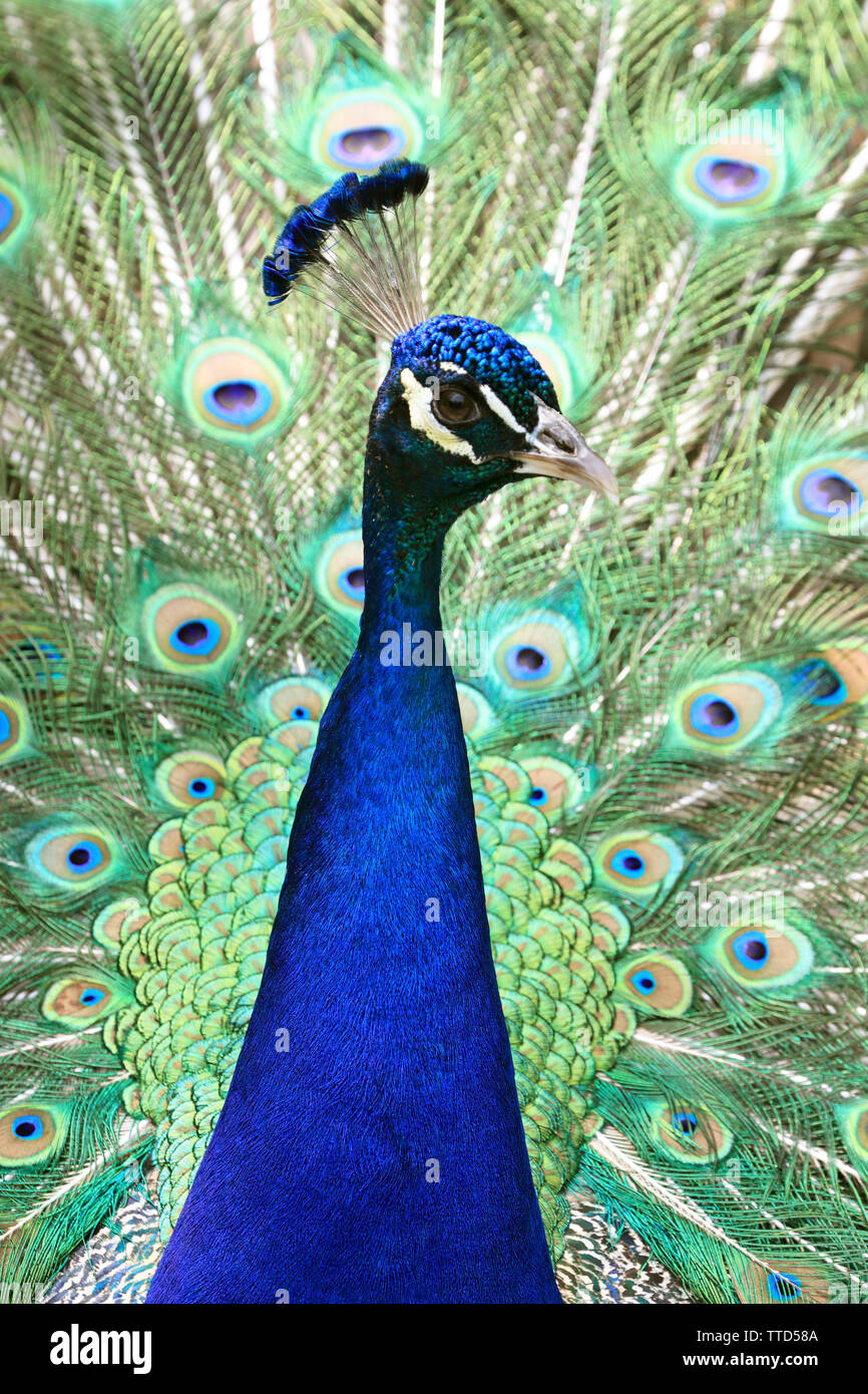 Ritratto di una visualizzazione maschio Peafowl indiano, Pavo cristatus, Cape May County Zoo, New Jersey, STATI UNITI D'AMERICA Foto Stock