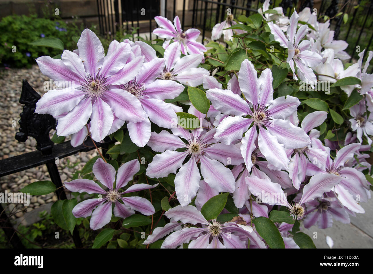 Rosa e Bianco la clematide in fiore su un giardino recinto a Edimburgo, Scozia. Foto Stock
