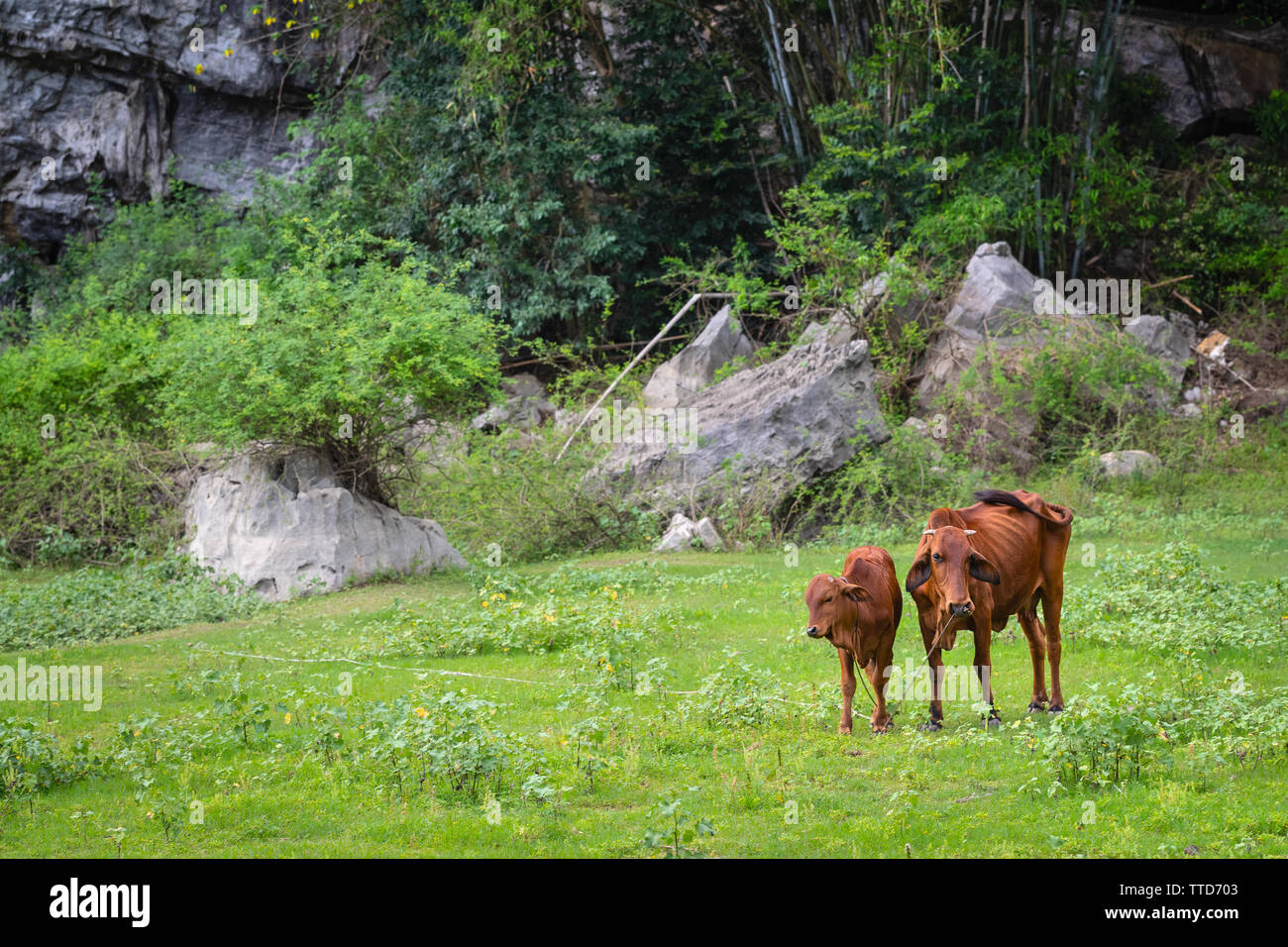 La madre e il bambino vacche a camminare in campo, Cat Ba Island, Hai Phong Provincia, Vietnam Asia Foto Stock