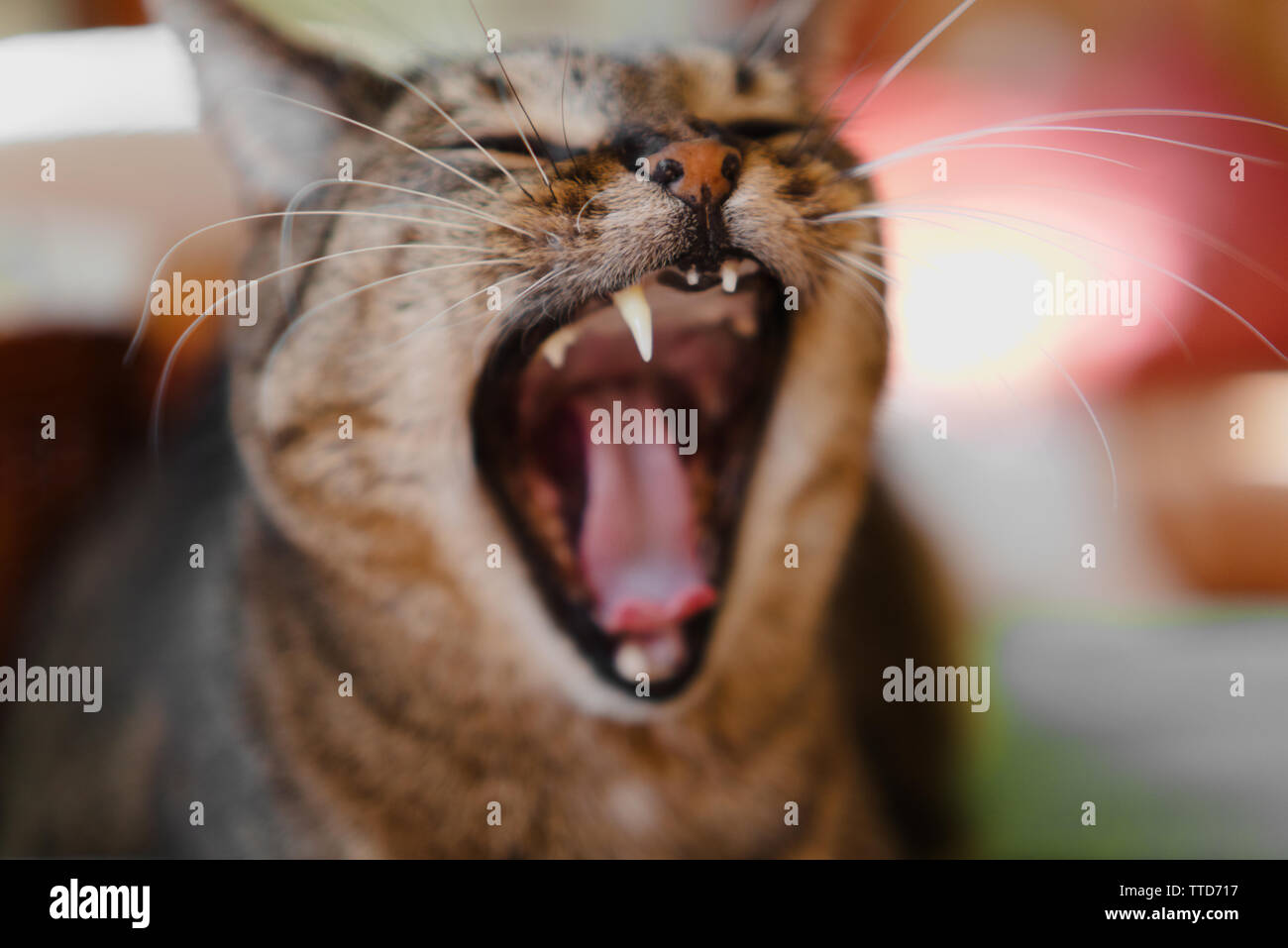 Vecchio tabby cat sbadigli, che mostra la linguetta e denti, su sfondo sfocato Foto Stock