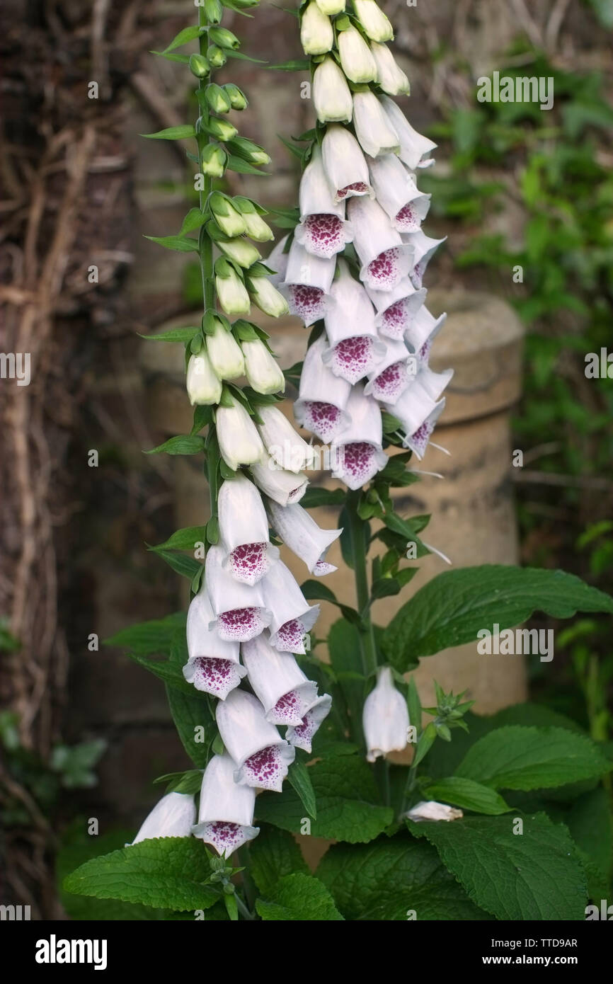 Digitalis 'Pam's Choice' Foto Stock