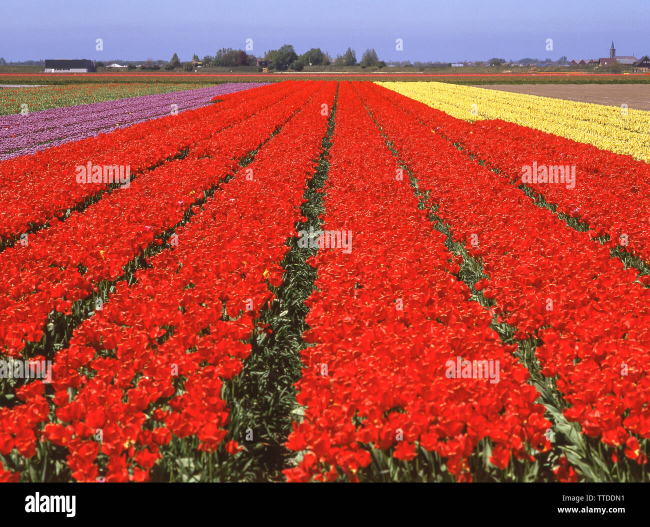Campo di tulipani vicino Lisse, Zuid-Holland, Regno dei Paesi Bassi Foto Stock