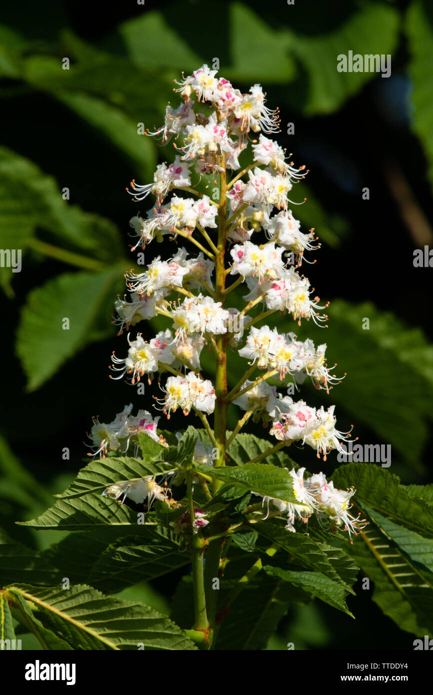Flower candela di un cavallo-castagno (Aesculus hippocastanum) Foto Stock
