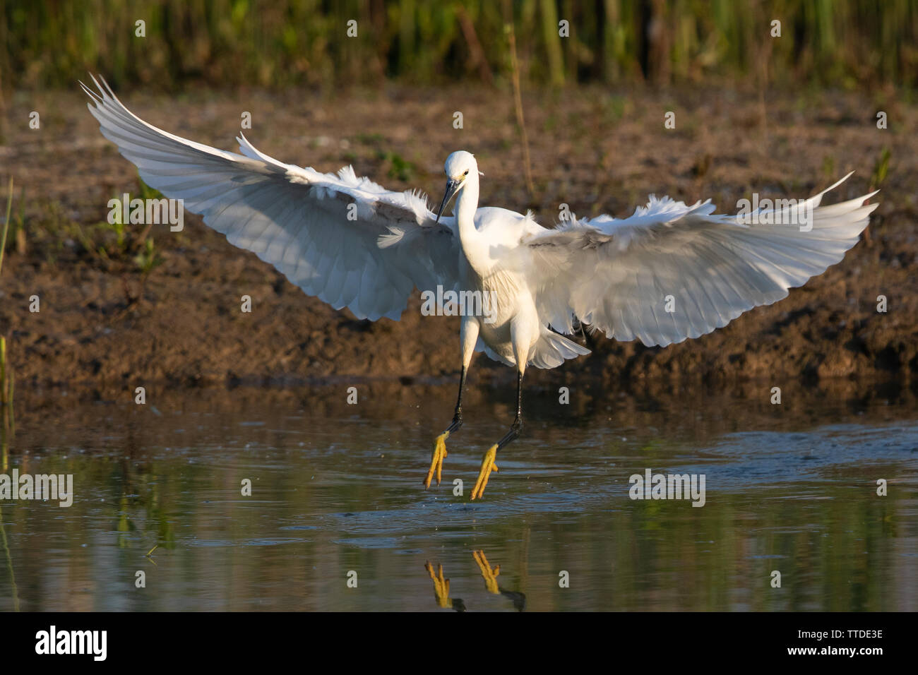 Garzetta (Egretta garzetta) in atterraggio a bordo di un fangoso bordo lago Foto Stock