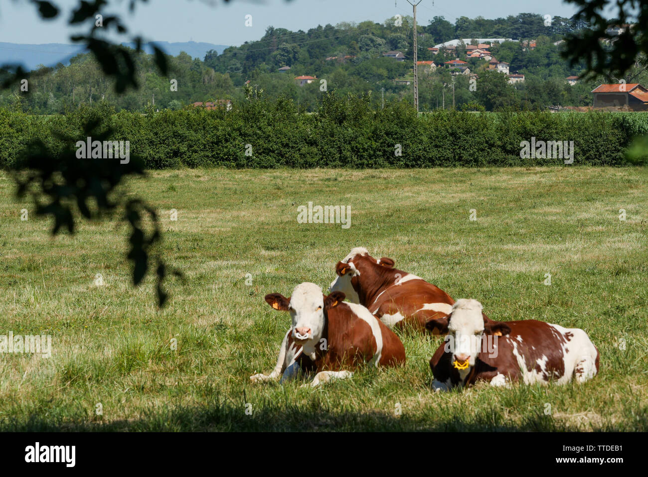Allevamento di Bestiame, Saint Germain au Mont d'Or, Rhone, Francia Foto Stock