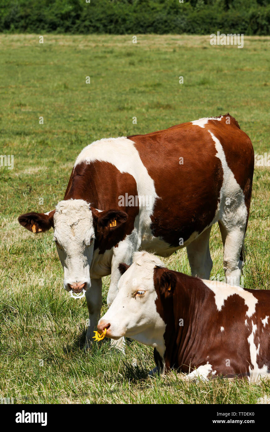 Allevamento di Bestiame, Saint Germain au Mont d'Or, Rhone, Francia Foto Stock