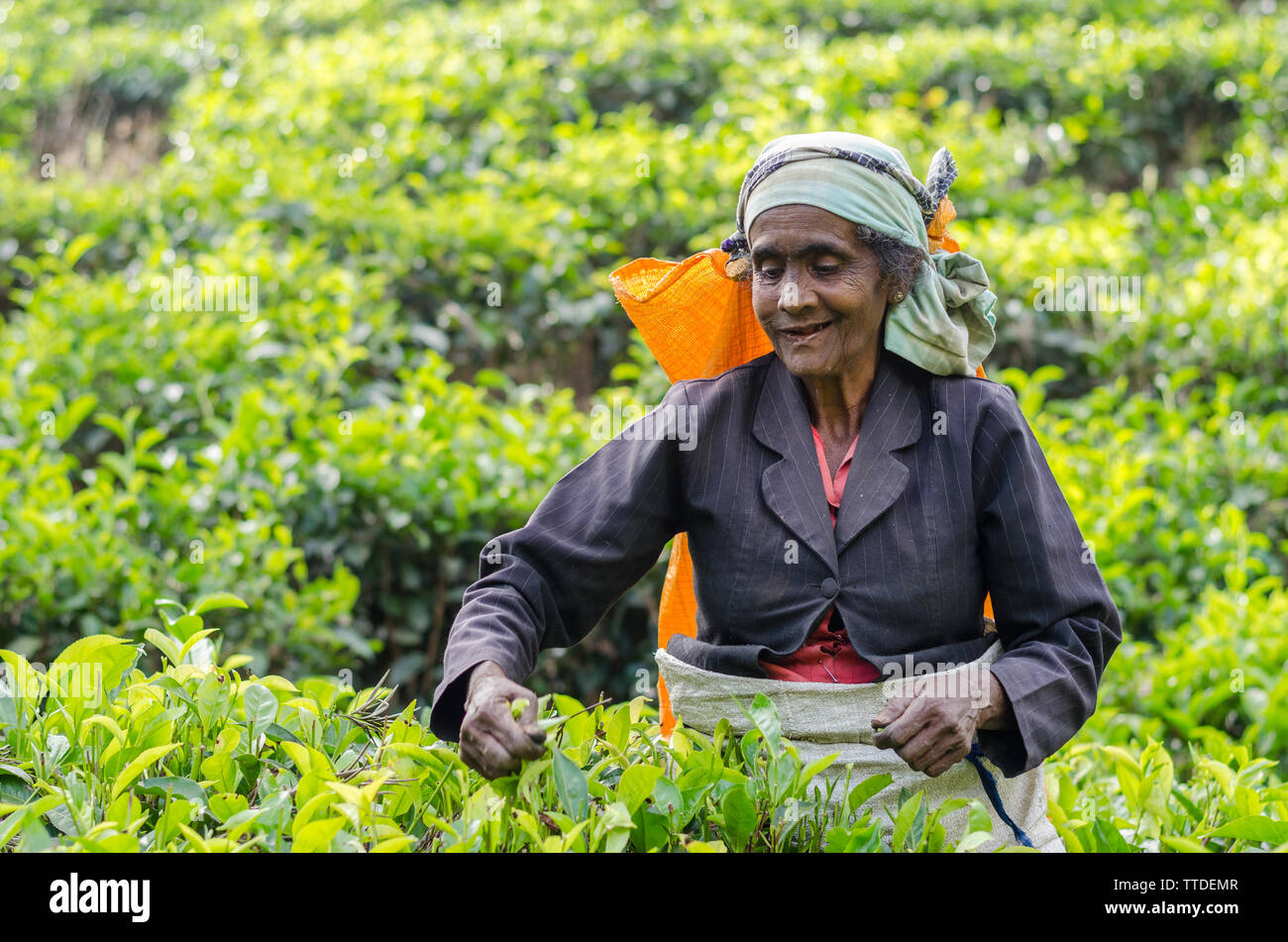 Raccolta di tè in Ella, Sri Lanka Foto Stock