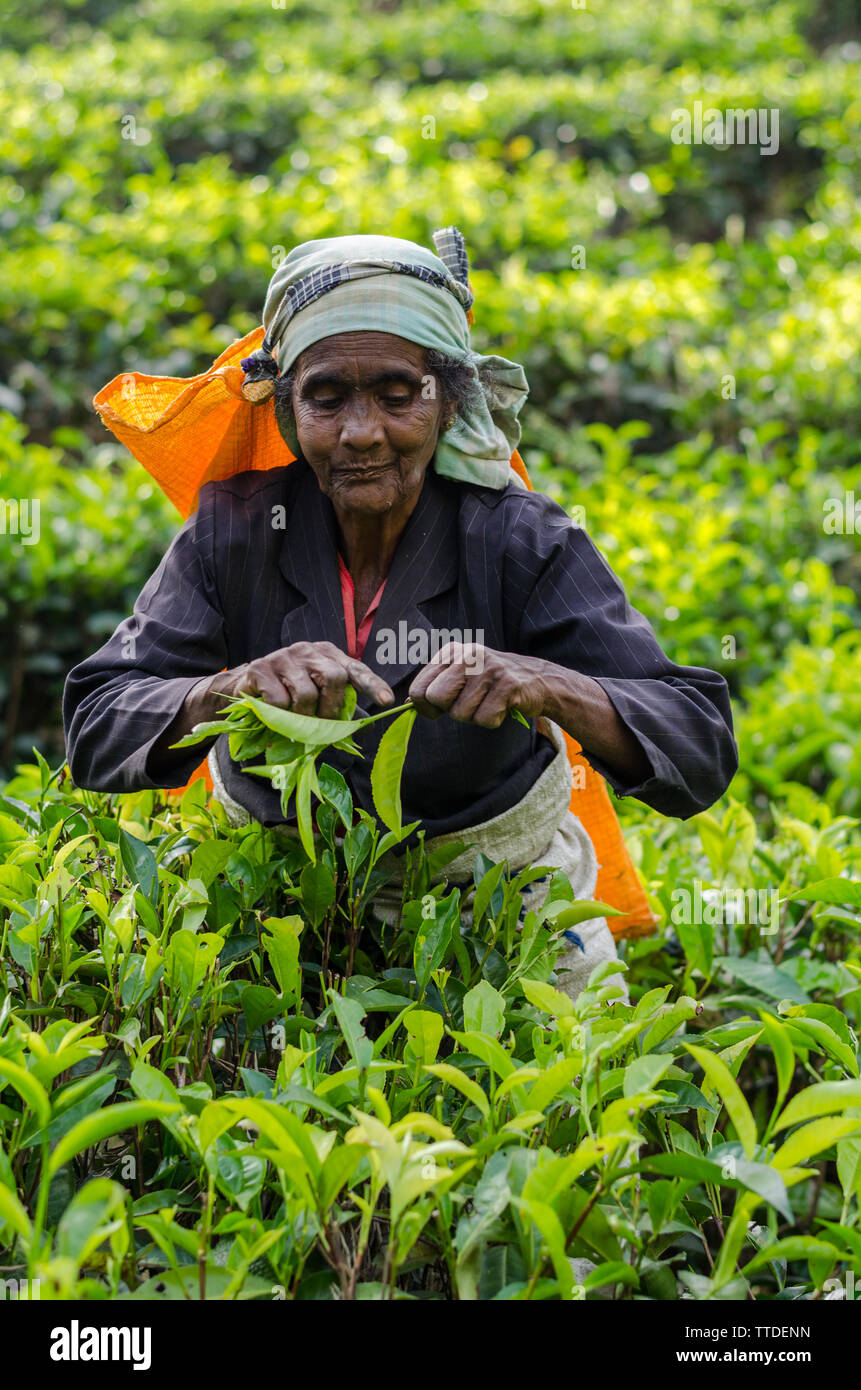 Raccolta di tè in Ella, Sri Lanka Foto Stock