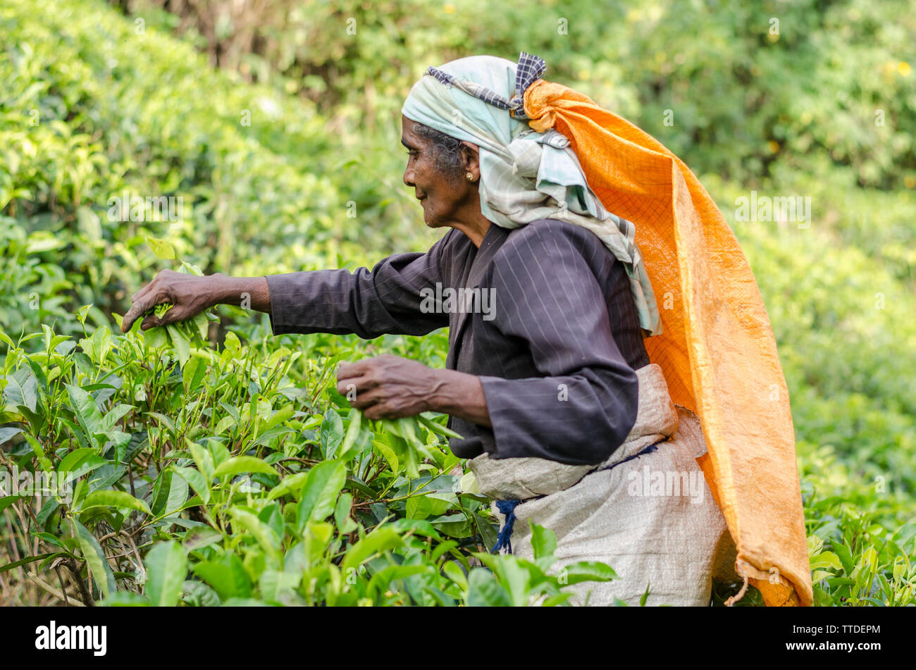 Raccolta di tè in Ella, Sri Lanka Foto Stock