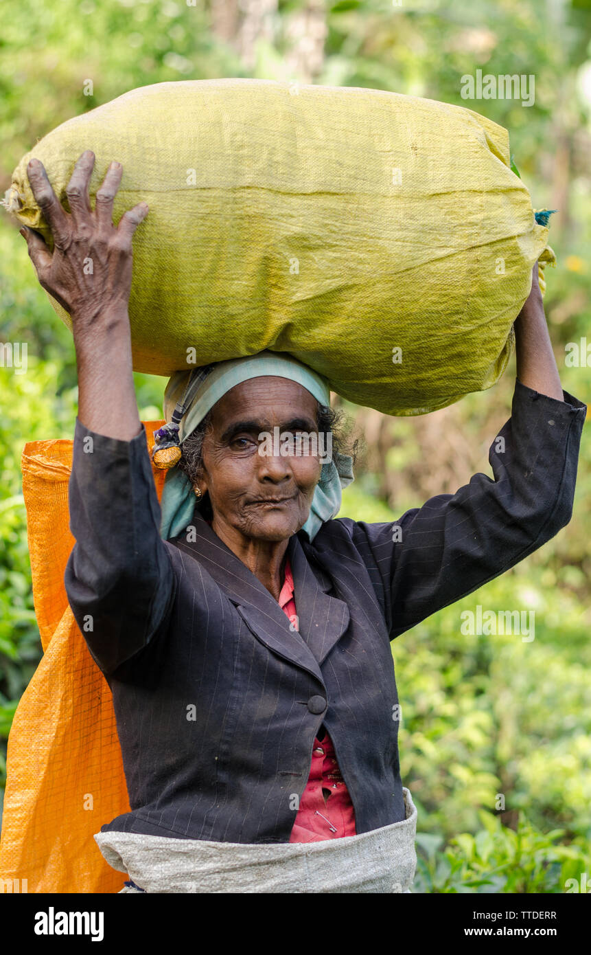 Raccolta di tè in Ella, Sri Lanka Foto Stock