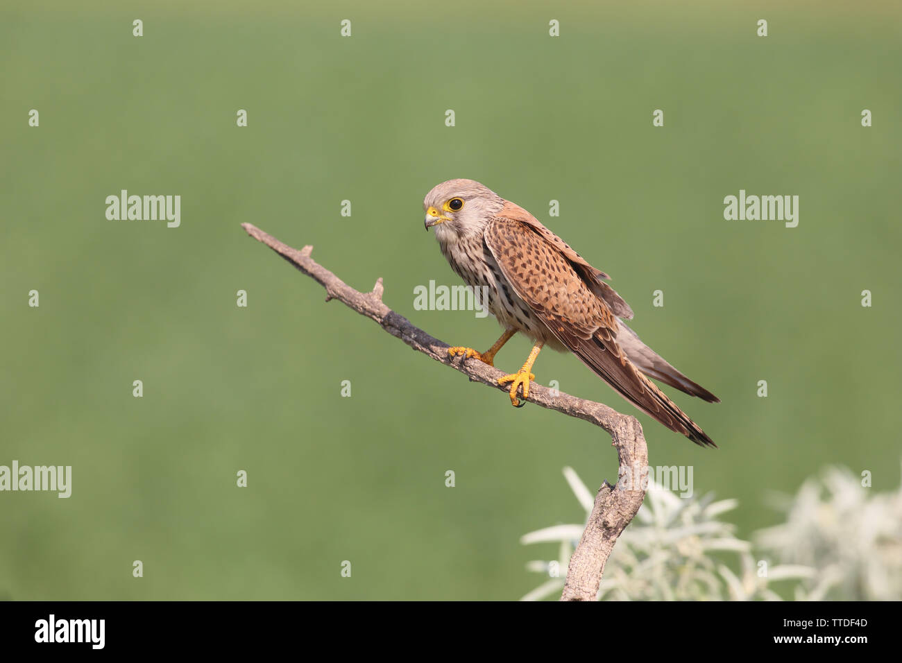 Comune di gheppio (Falco tinnunculus) di appoggio. Fotografato a Hortobagy NP, Ungheria Foto Stock