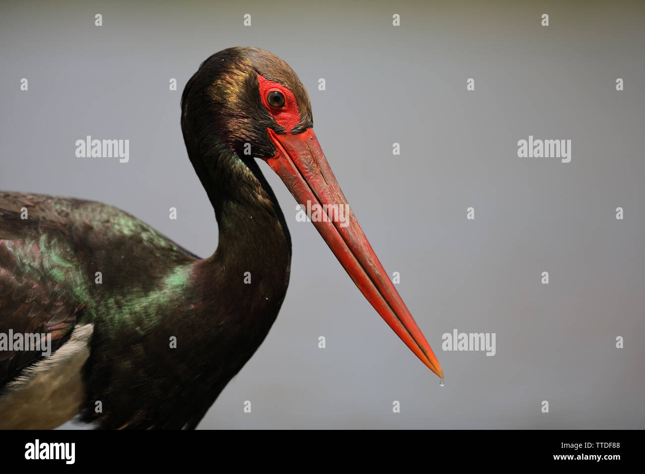 Cicogna Nera (Ciconia nigra) fotografato a Hortobagy NP, Ungheria Foto Stock