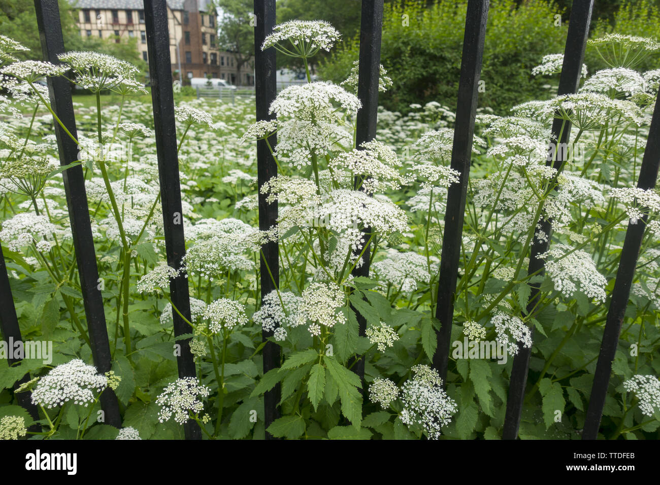 Queen Anne's laccio che crescono lungo un ferro battuto recinzione in Brooklyn, New York. Foto Stock