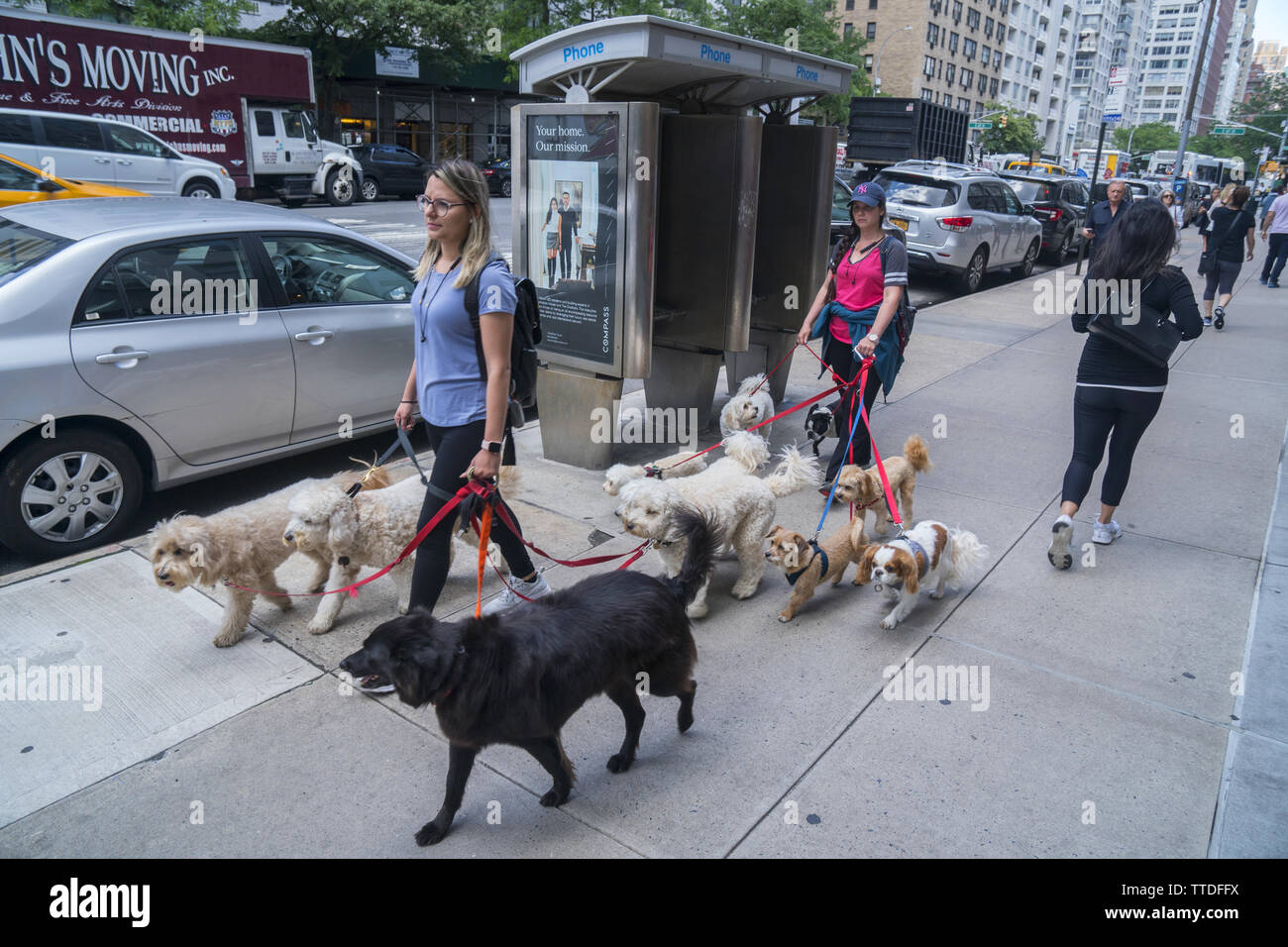 Professional cane camminare può essere un business lucrativo nell'Upper East Side di Manhattan dove i canini sono membri a pieno titolo della famiglia. 3° Avenue vicino a 67t Foto Stock