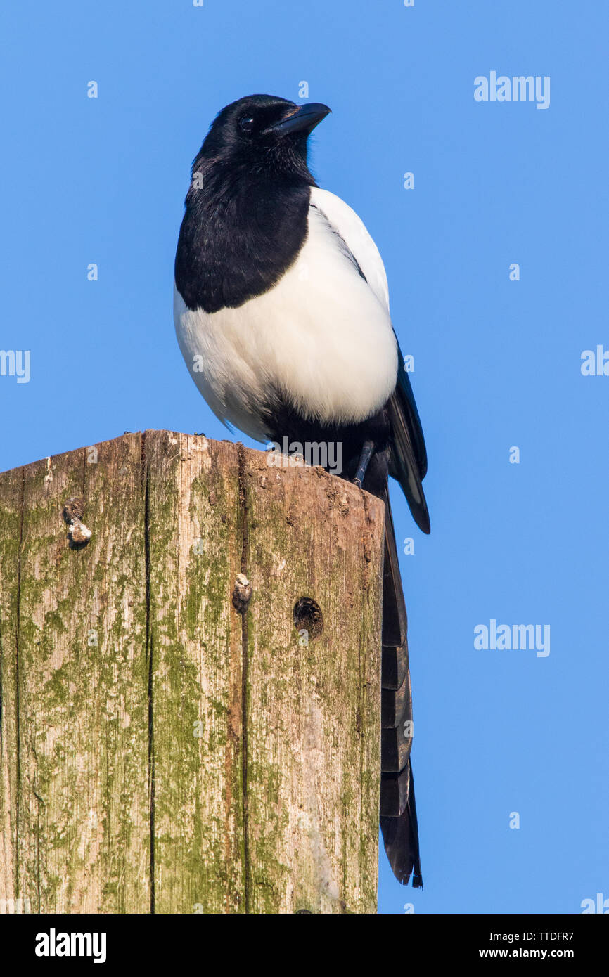 Eurasian Gazza (Pica pica) arroccato sulla cima di un quadrato telegrafo polo Foto Stock
