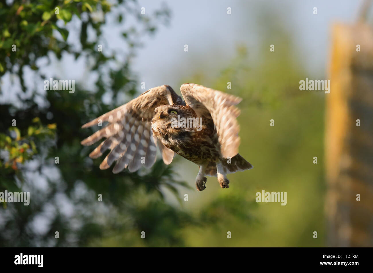 Civetta (Athene noctua) in volo. Fotografato a Hortobagy NP, Ungheria Foto Stock