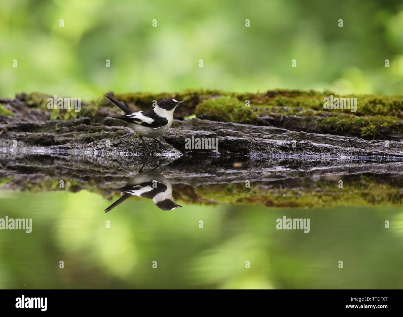 Collare maschio flycatcher (Ficedula albicollis) Foto Stock