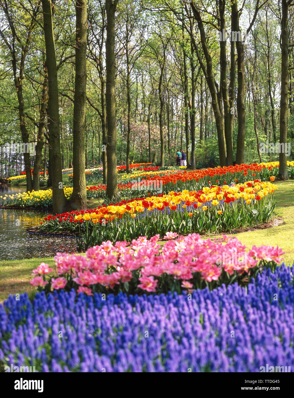 Campi di tulipani in primavera, Giardini Keukenhof, Lisse, Zuid-Holland, Regno dei Paesi Bassi Foto Stock
