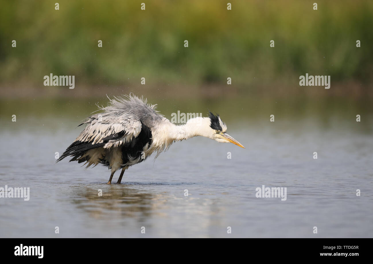 Airone cinerino (Ardea cinerea) la balneazione fotografato a Hortobagy NP, Ungheria Foto Stock