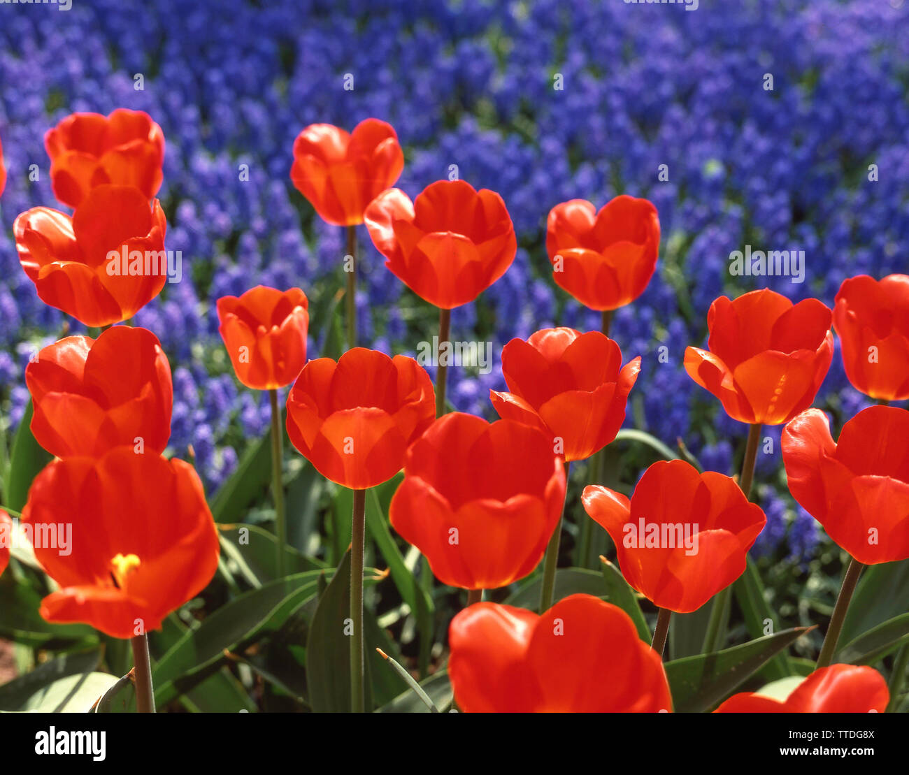 Campo di tulipani rossi in primavera, Giardini Keukenhof, Lisse, Zuid-Holland, Regno dei Paesi Bassi Foto Stock