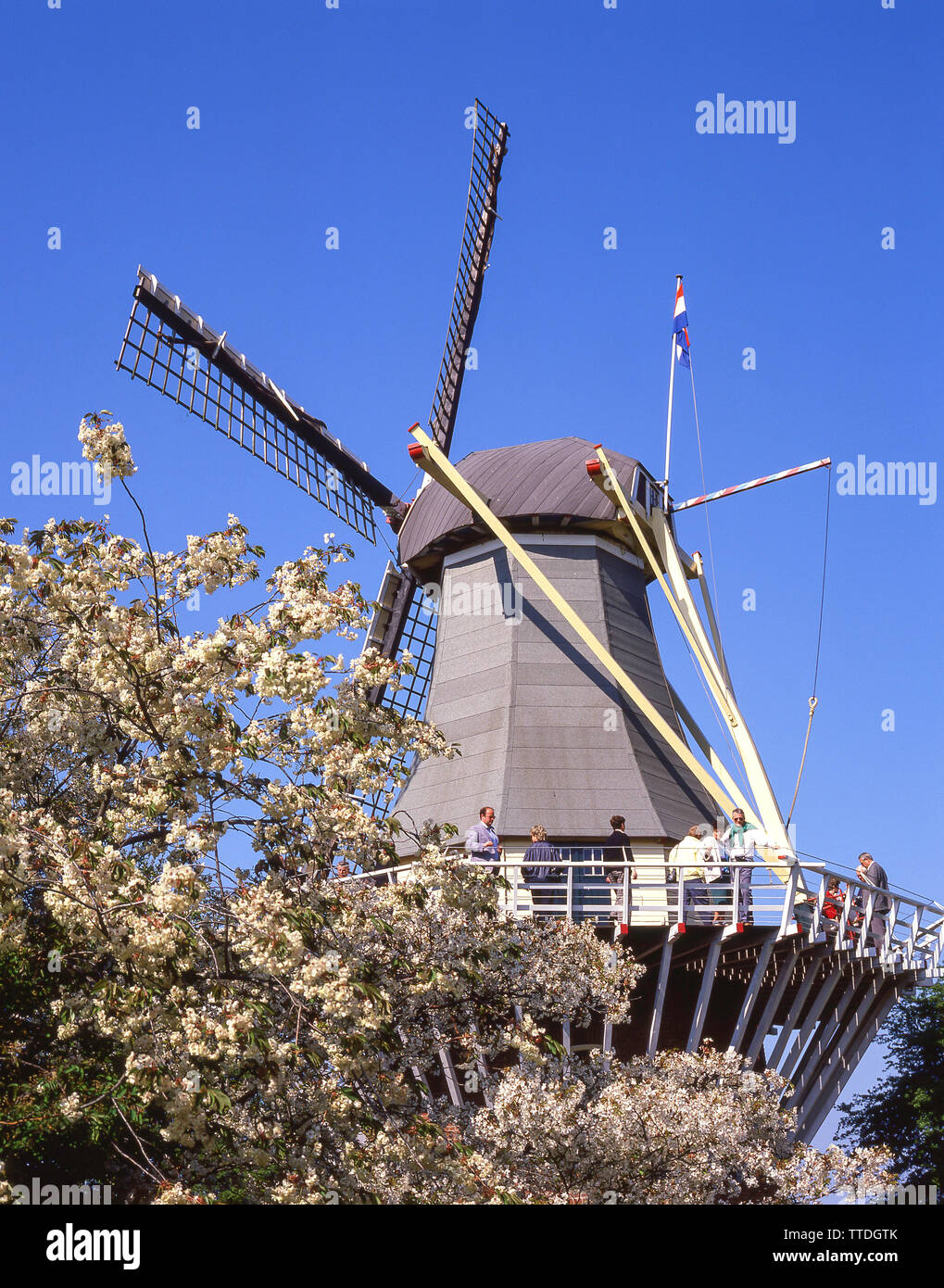 Mulino a vento in giardini Keukenhof Lisse, Zuid-Holland, il Regno dei Paesi Bassi Foto Stock