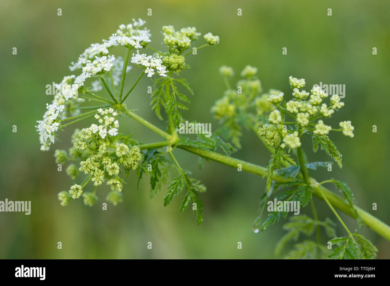 La cicuta (Conium maculatum) Fiori Foto Stock