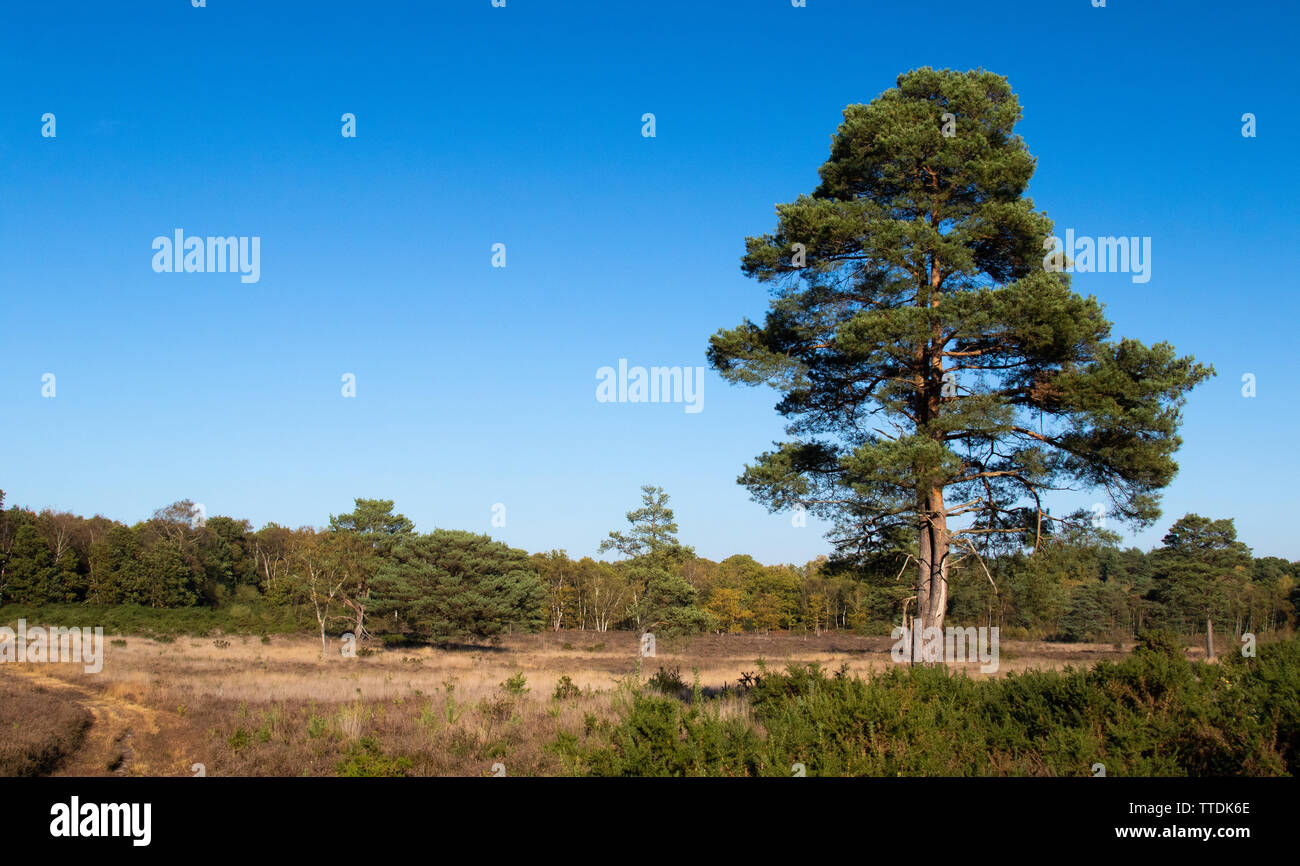 Pino silvestre di albero in heather heath di Bullswater comune, Surrey, Regno Unito Foto Stock
