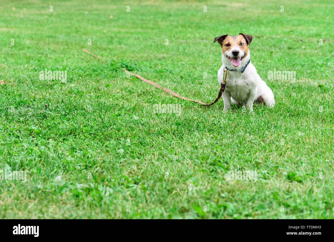 Buon Cittadino di addestramento del cane: Jack Russell Terrier sul tie-fuori linea lungo guinzaglio seduto a terra Foto Stock