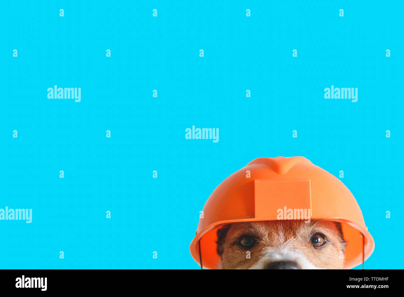 Sicurezza, costruzione, concetto DIY - cute cane in hard hat sul colore di sfondo Foto Stock